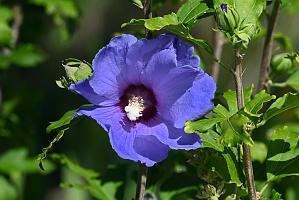 2025-08270193 Tower Hill Botanic Garden, MA